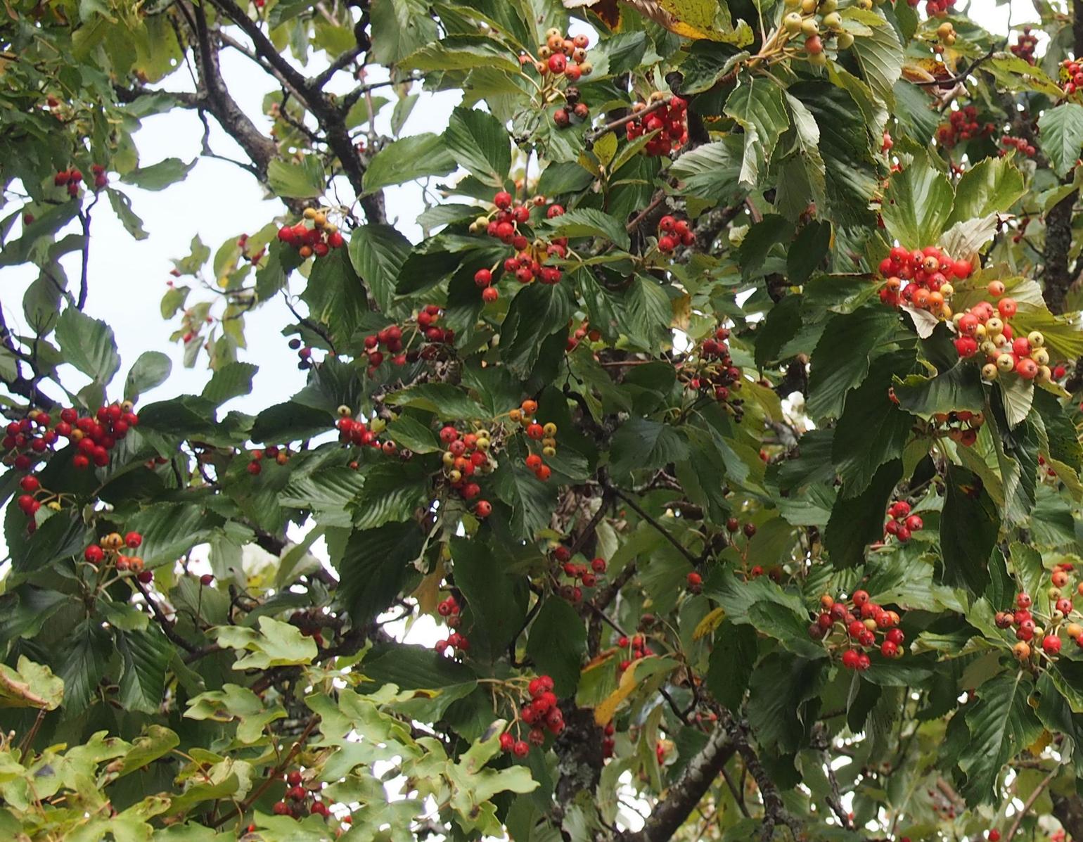 Whitebeam